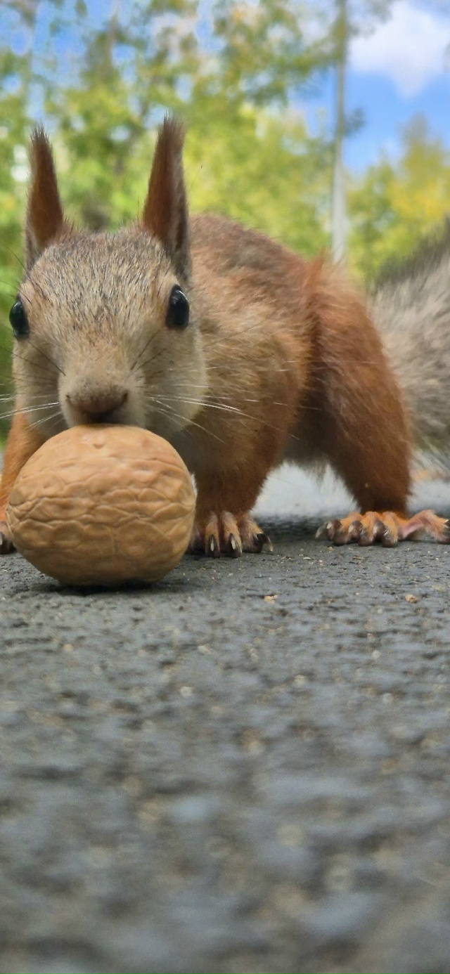 🐿🐿🐿 Белочки-красотки в парке Строителей 🍂🍂🍂
Фот...