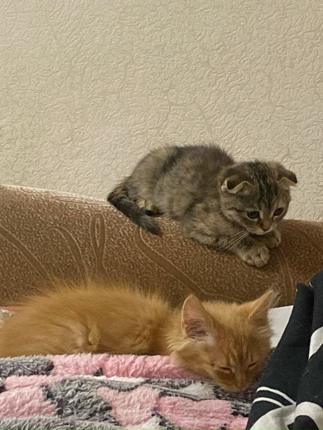 ️ОТДАМ КОТЯТ В ДОБРЫЕ РУКИ❗️
Отдам котят в добрые ру...