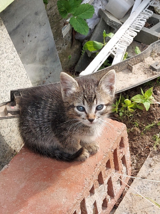 Котята в добрые руки - почти бенгалы, но без кредита Сан...
