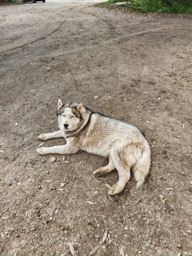 Чей пес?!?! Лежит к магнита на южном шоссе. Кровь из носа,...