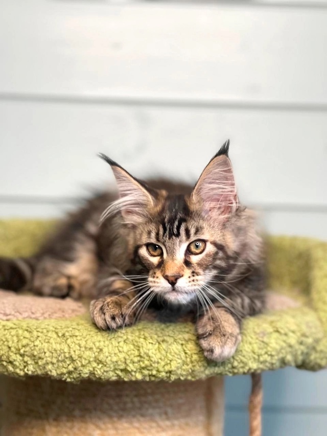 Жули ( мейн кун) родилась 13.03.2025. Окрас мраморная черепа?...