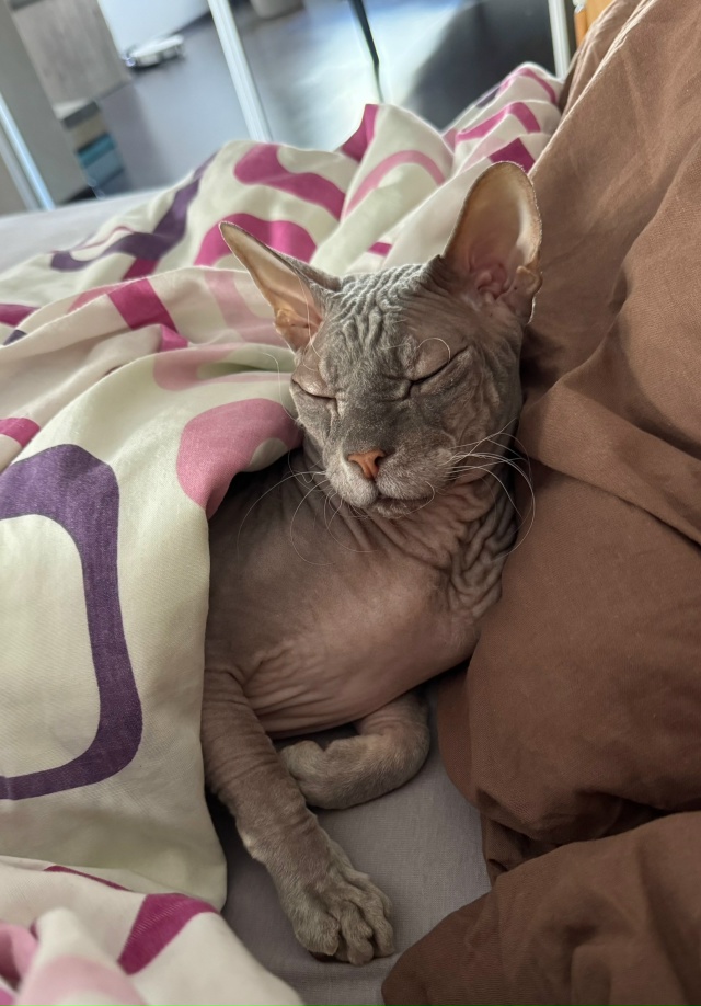 Геннадий Петрович, он же Геша, он же Генерюся, возлег на...