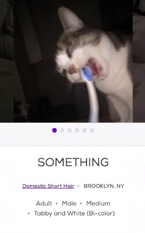 Petfinder — одна из крупнейших международных онлайн-платформ, где животным помогают найти новых хозя