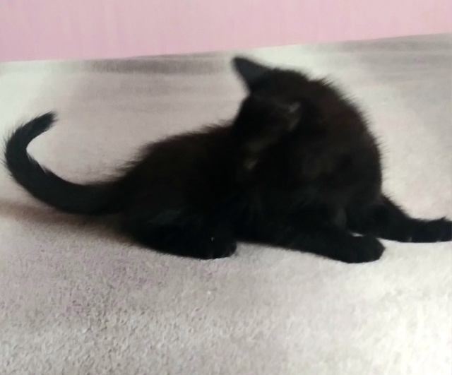 Кто хочет черного котика на счастье? Вот эта маленькая ...
