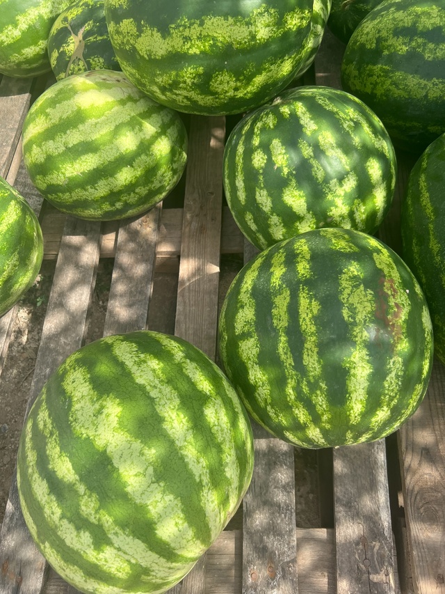 🍉🍉🍉3 сорта арбузов🍉🍉🍉
Стоимость — 23 руб / кг
Са?...