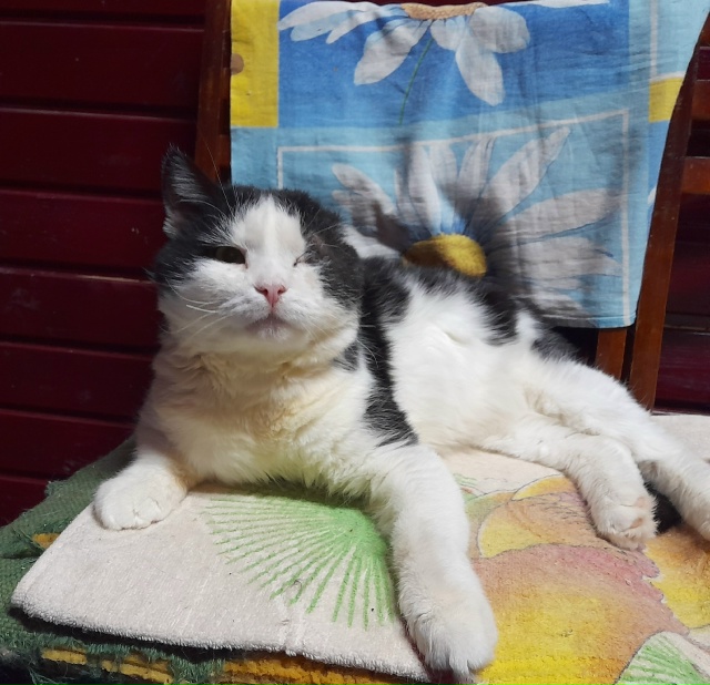 КОТИК ?‍⬛ ПИРАТ, ищет дом ? для пмж❗️
Он многое чув...