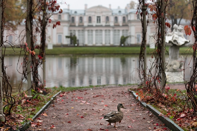 «За дворцом и колоннадой начинается рощица, очень боль...