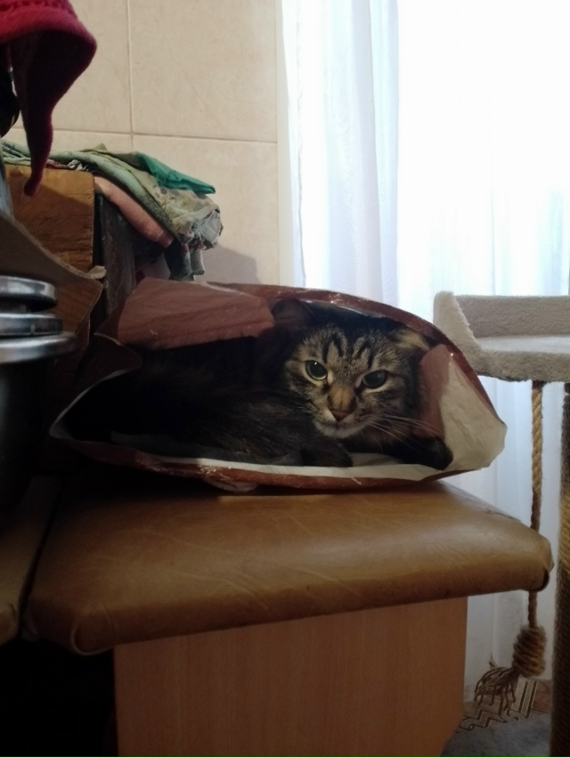 Абдулка любит пакеты, сумки,шкафы,коробки и легко в них...