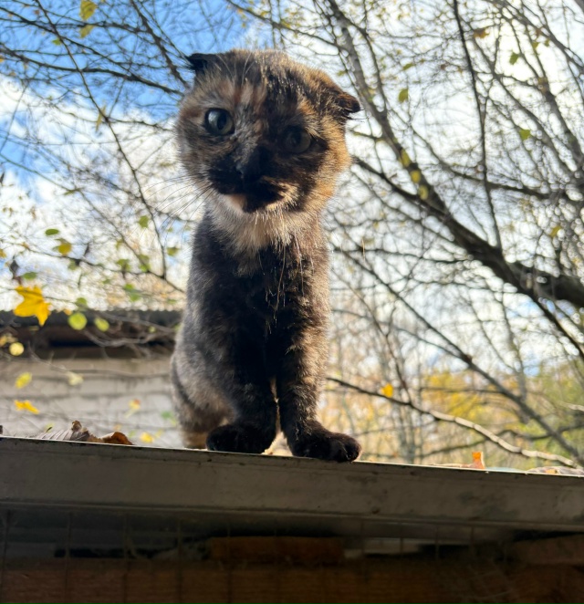 Подкинули котят ! Оставить не могу, т к у самой три кошк?...