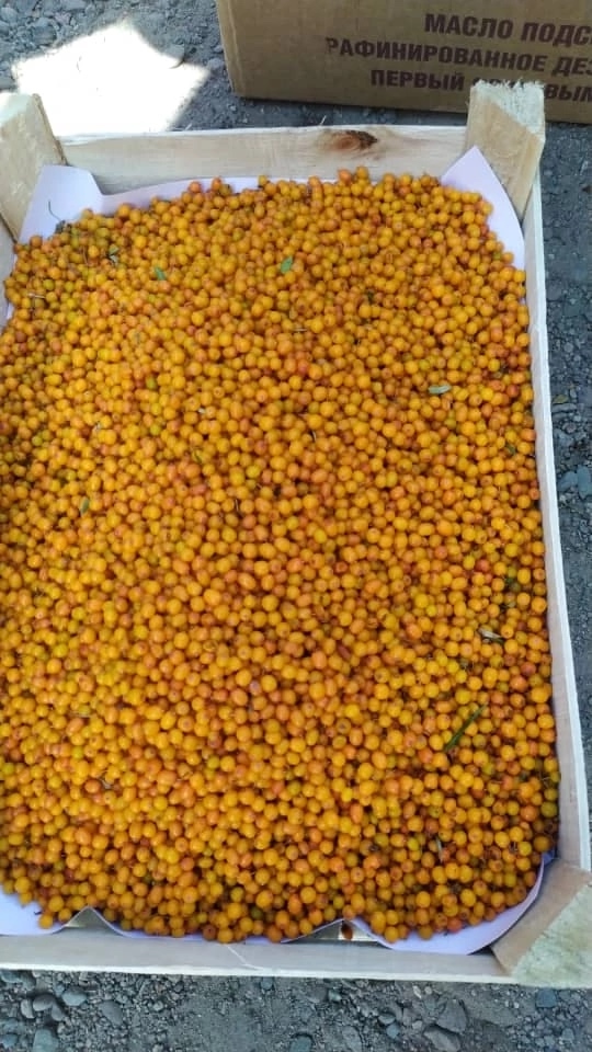⚠🍓⚠🍓⚠🍓⚠🍓⚠🍓 Жители г Лангепас!!! 12 августа завоз...