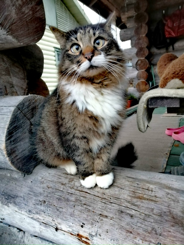 Мои любимые ребятушки!
Бесподобные котики и собачки!
?...