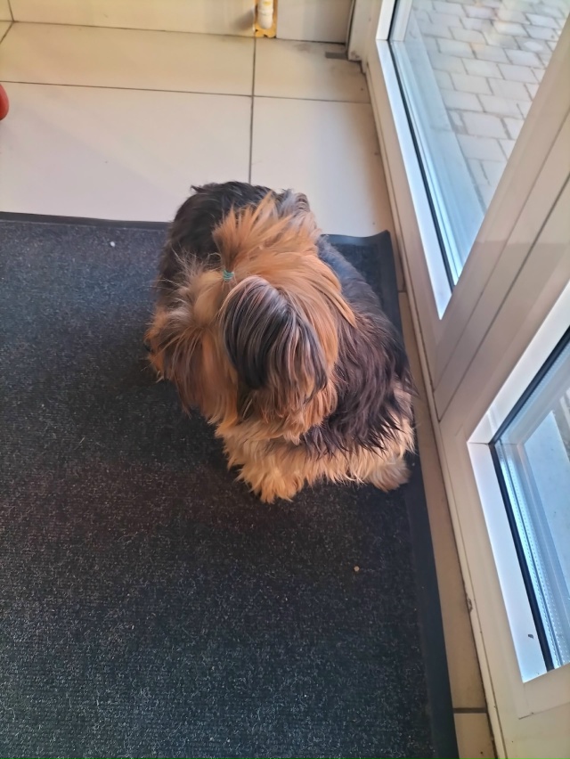 Кто потерял маленькую собачку? Бегала по дороге возле ?...