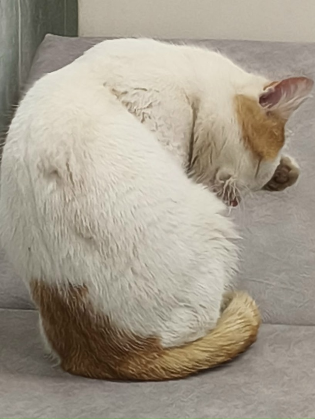 Найден кот на территории поликлиники в Кармаскалах, чи...