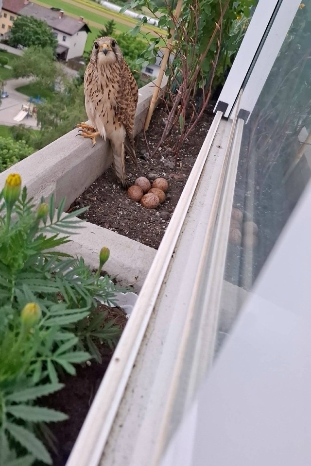 Целое семейство выросло