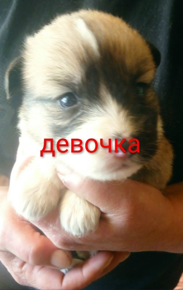 Люди помогите! Ищут самые заботливые ручки вот такие з...