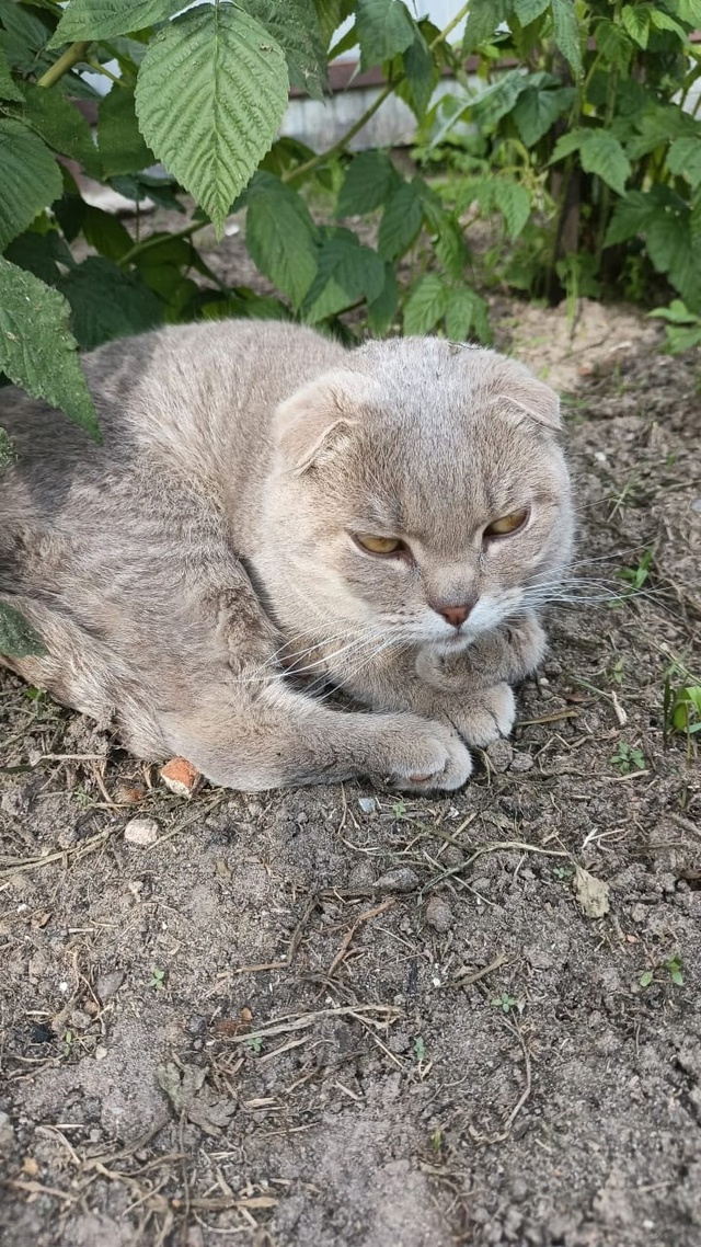 Пропал кот, на ул, Чапаева кто видел напишите пожалуйст...