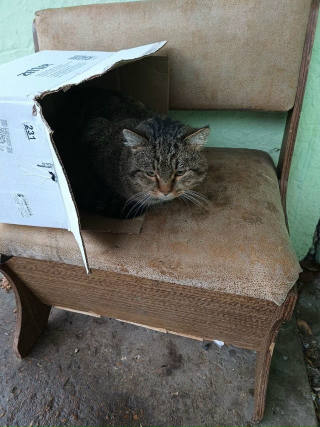 Тухвата Янаби, в подъезде Сидит котик, крупный, по виду ...