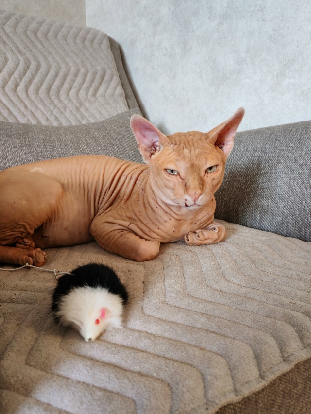 С весны наблюдали уличного всратого кота, бегал по про?...