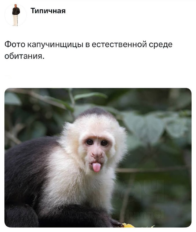 Появился новый тип «тарелочниц» — «капучинщицы»
Так называют тянок, которые ходят в дорогие кофейни