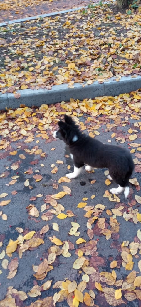 Нашли собаку, девочка, ещё щенок, была с ошеиникосн