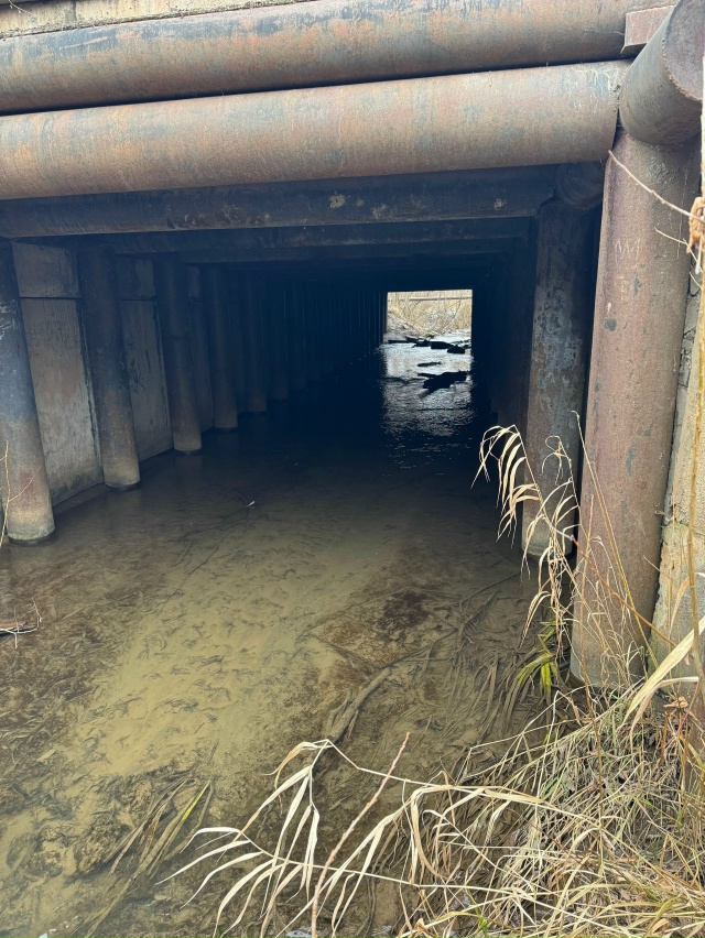 ? Бобры стали причиной затопления садовых участков Н?...