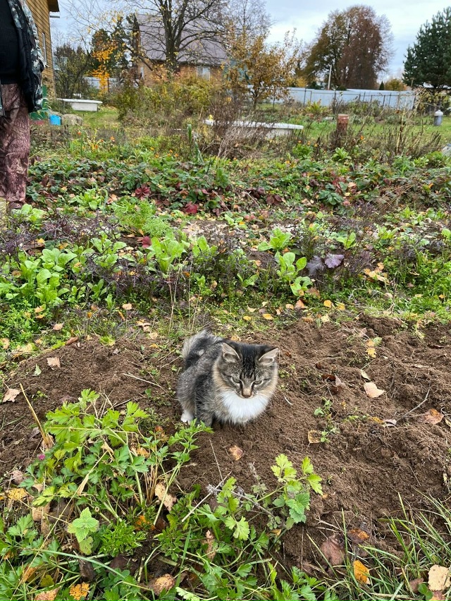 Котята ищут дом.
4 прекрасных котенка (два мальчика, дв?...