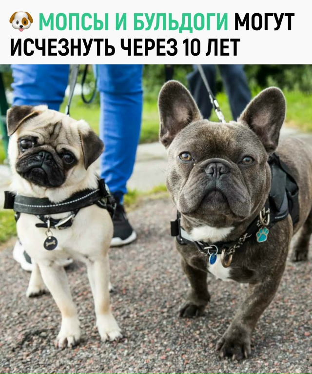 Учёные предупреждают, что мопсы и английские бульдоги ...