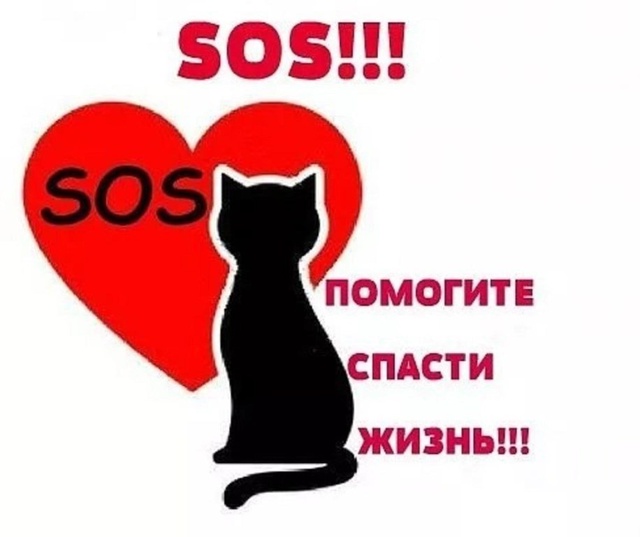 #Росссия, все города, #Тагил! 🆘️ В квартире 14 кошек мед?...