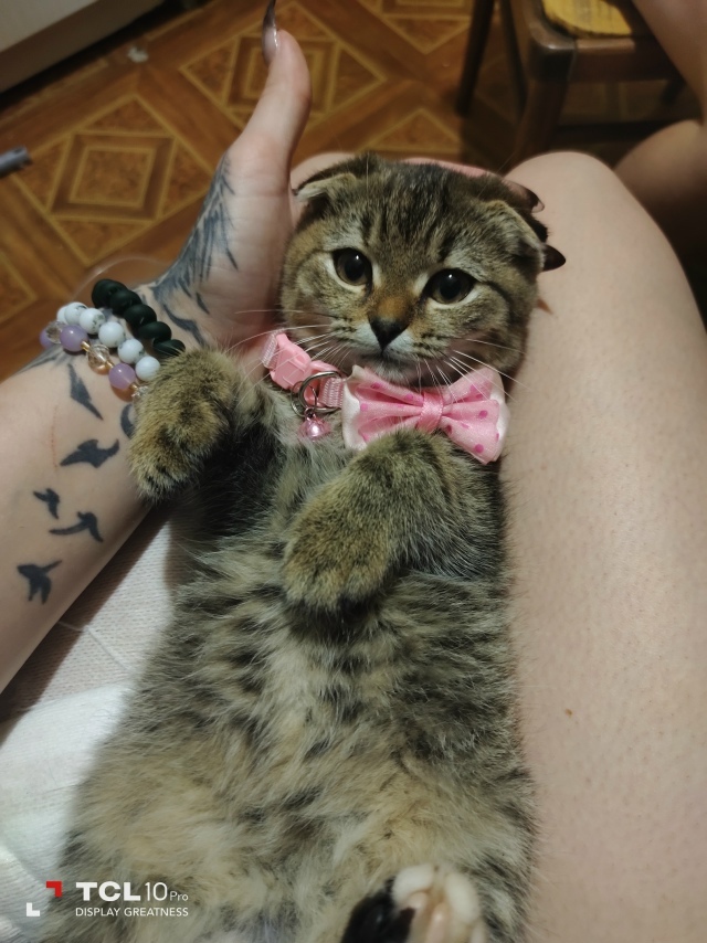 Потерялась кошечка, может кто видел, нашедшего просьба...