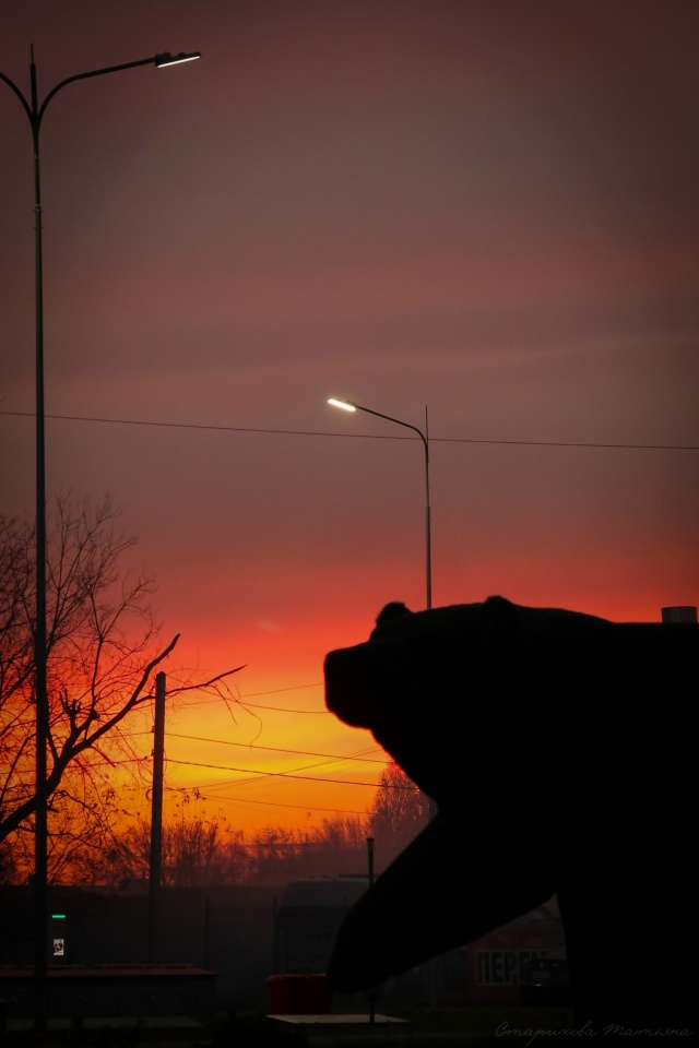 Спокойной ночи ?
Фото: Татьяна Старикова