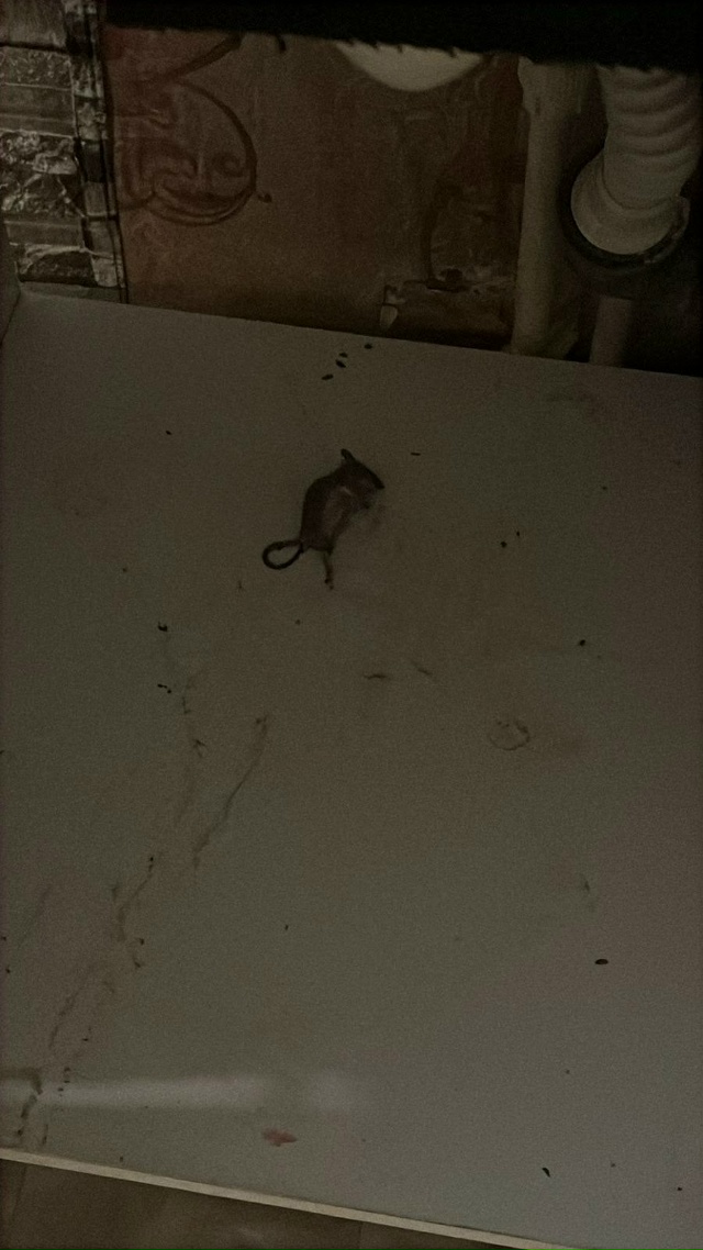 Авиационная 27 завелись в доме мыши , обращались в управ...