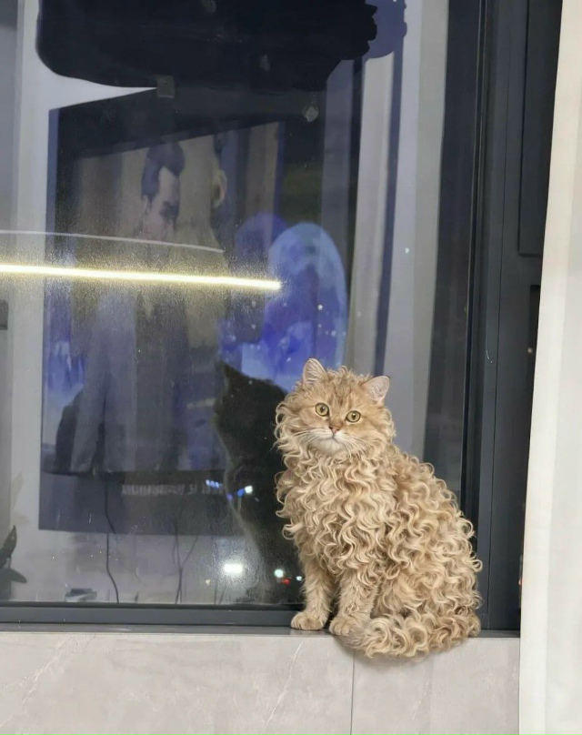 Владельцы пушистой красавицы отмечают — её шерсть нап...