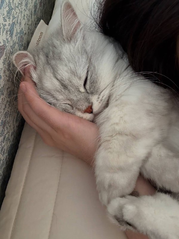 Споть :3