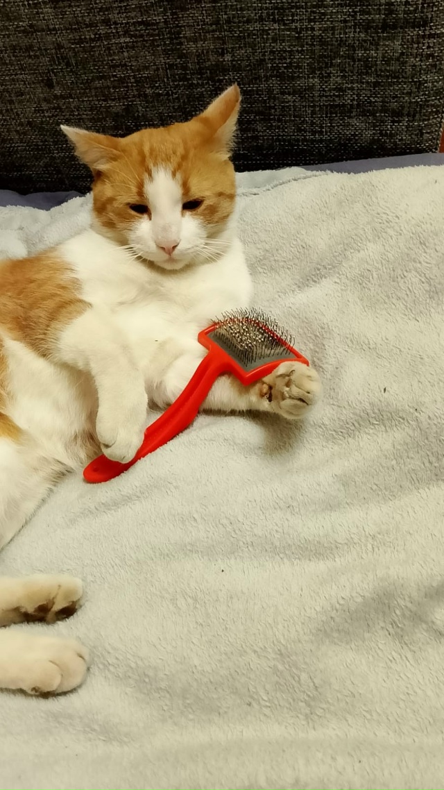 Пропал кот! Зовут Ваня! Район Трудовая, Хлебозаводская....