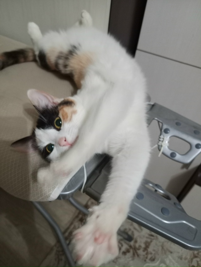 Шанель - богиня гладильной доски🤣