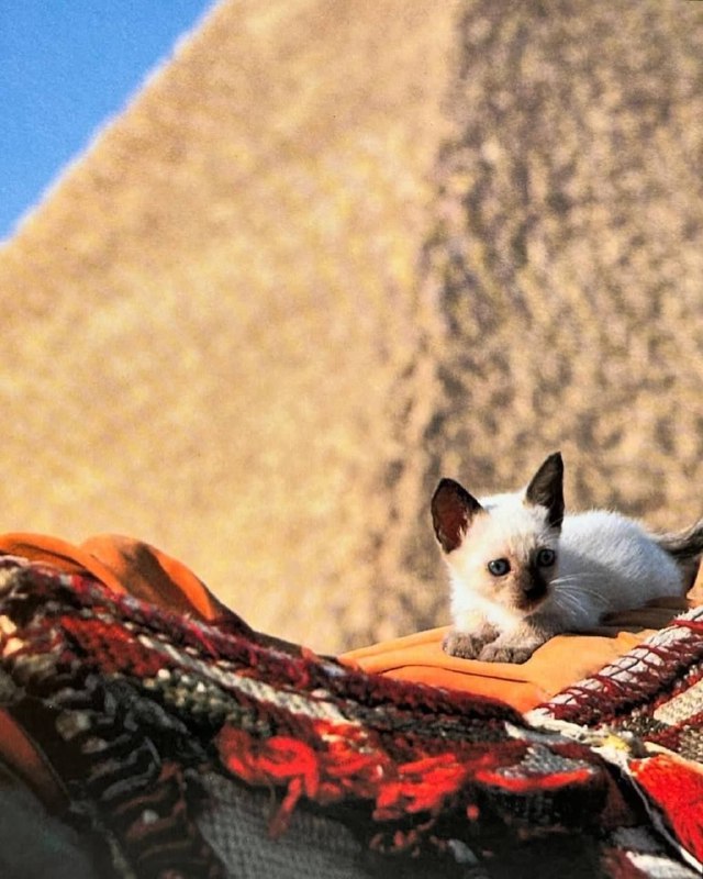 Милейшие фото из книги под названием «Котята на каникулах» — автор японский фотограф Синдзиро Сагара