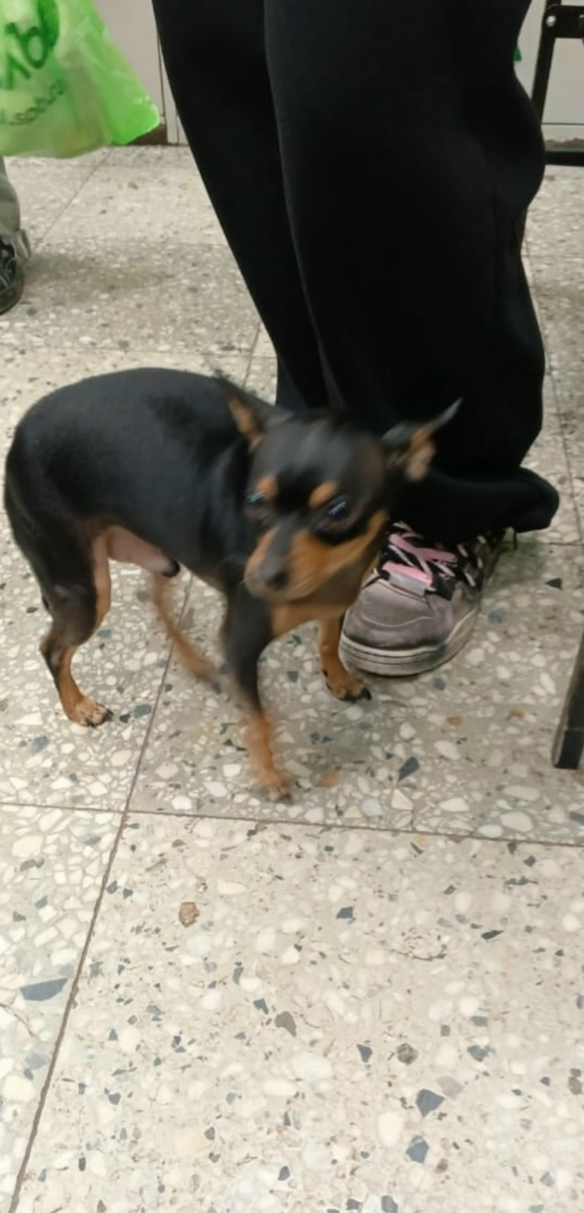 Найдена собака , обращаться по телефону 89045195625