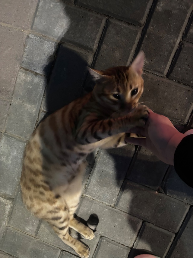 Около Лукойла бегает кот,ласковый!
Похож на Бенгальско...