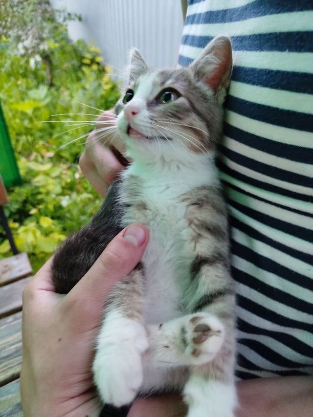 Друзья, просим помочь пристроить котёнка🙏
Пришёл к н?...