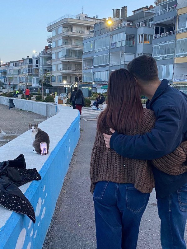 Уличные коты в Турции не только дадут себя погладить, но и помогут вам сфотографироваться, любезно п