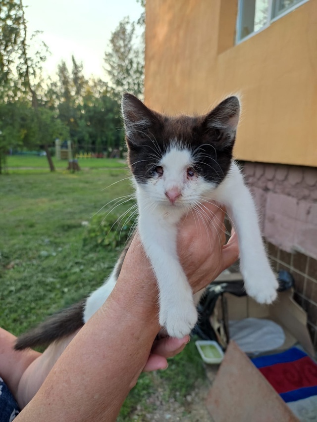 Помогите, кто может! Котенок слепой, на улице не выжить!