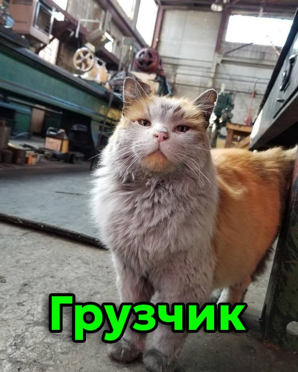 Сегодня отмечается День трудяги
Узнал себя?