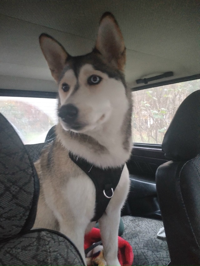 Убежала сабака в Уваровке кто видел отзовитесь вацап 89...