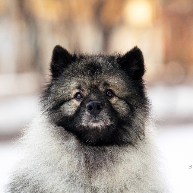 Разыскивается ❗️
Кличка Пуш, 4 года.
Кобель, порода ке...