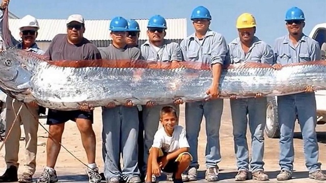 Сельдяной король или ремень-рыба, длиной 5,5 метра был п?...