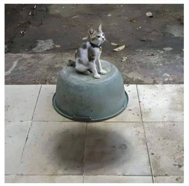 Если вы видите летающего кота, - скорее всего дело в лож...