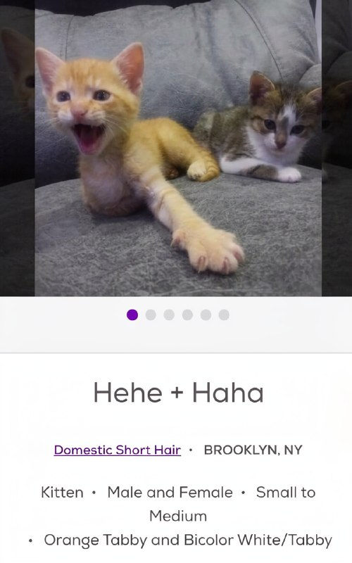 Petfinder — одна из крупнейших международных онлайн-платформ, где животным помогают найти новых хозя