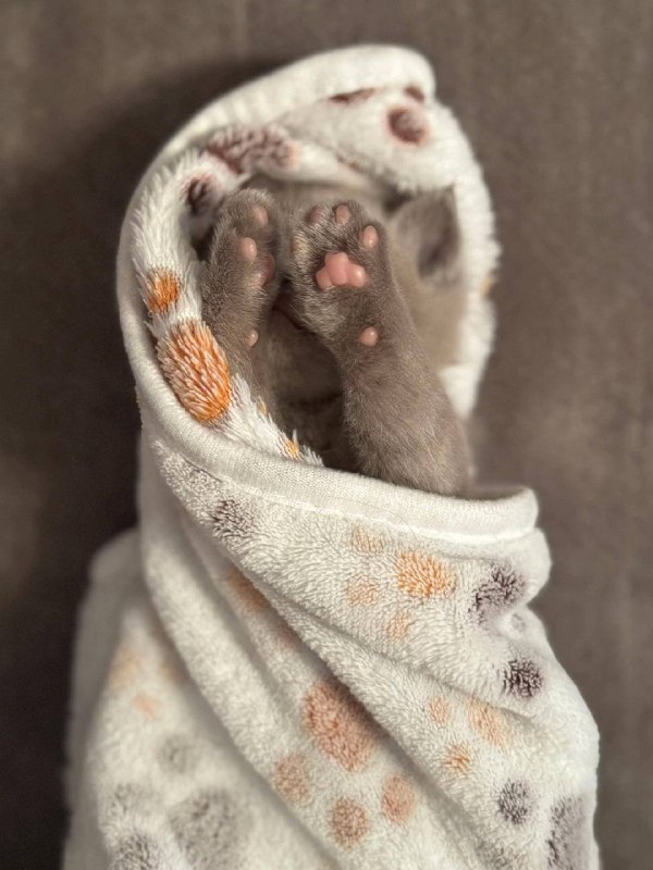 Слатких молочьночоколадных снов :3