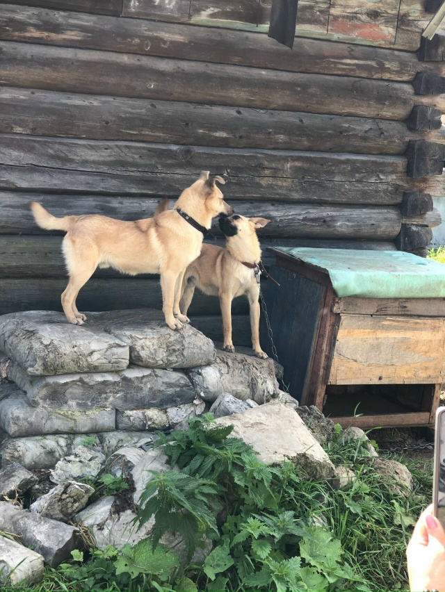 ‼️СРОЧНО ‼️СРОЧНО‼️
Ищут дом маленькие рыжики- ест?...