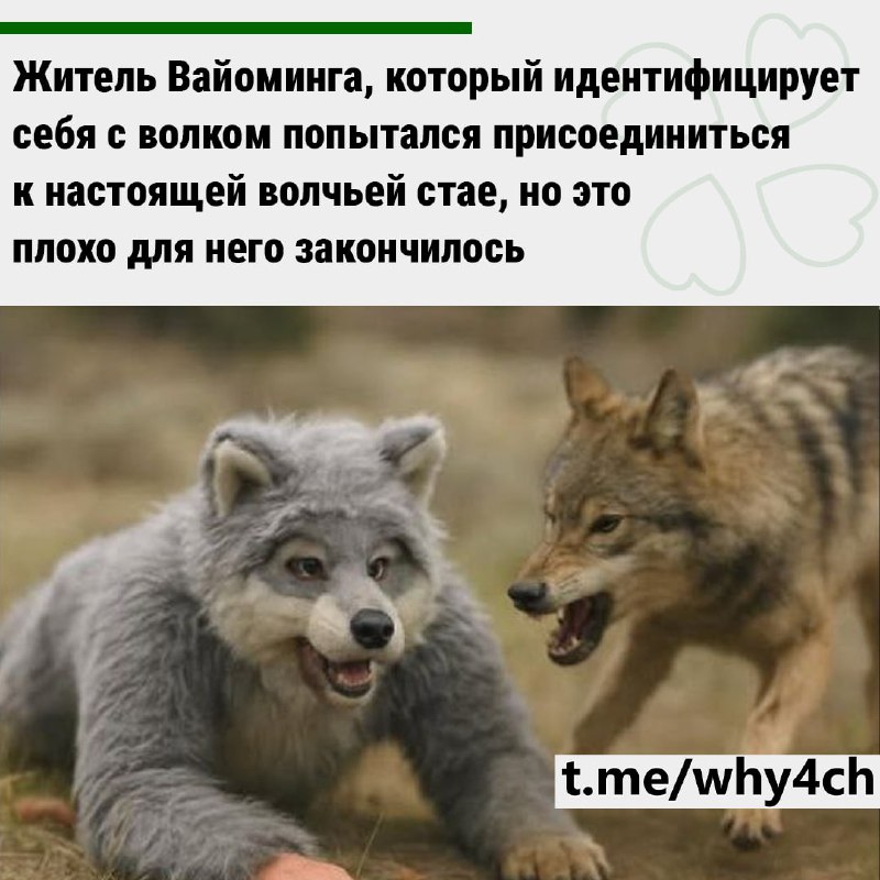 28-летний Брайан Сандерс, надев костюм с пушистым хвостом и пластиковыми когтями, отправился в лес,